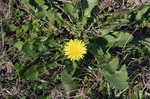 Common dandelion